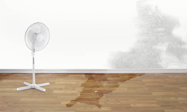 Best Water damage contractors near me  in Gainesville, VA