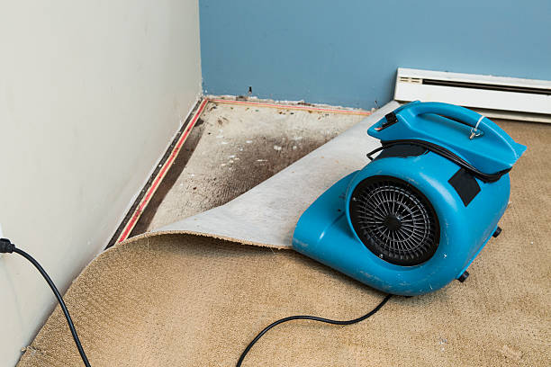 Best Local water damage restoration  in Gainesville, VA